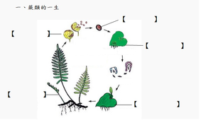 蕨類的一生