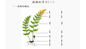 蕨類的構造