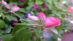 非洲鳳仙花-資源代表圖