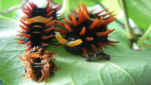 蘭嶼珠光鳳蝶蛻皮縮圖