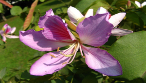 校園植物─羊蹄甲-資源代表圖