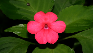 非洲鳳仙花_花-資源代表圖