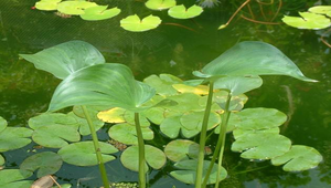 水生植物