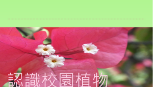 認識校園植物--九重葛縮圖