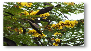 盾柱木-資源代表圖