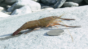 細額沼蝦-資源代表圖