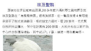 黑面琵鷺的朋友縮圖