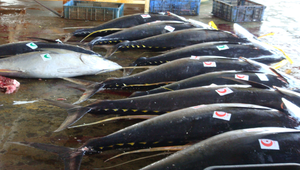 東港黑鮪魚-資源代表圖