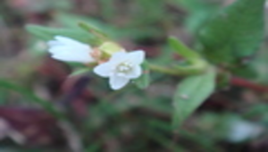 戟葉蓼-資源代表圖