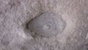 野柳岬-生痕化石6(覓食痕)-資源代表圖