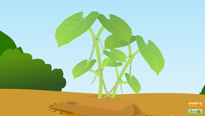 動植物的生長歷程-四季豆的生長歷程