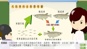 生物-大肚魚的生長歷程