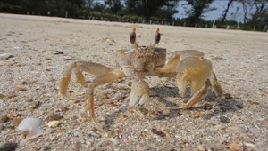 戰地金門沙灘上的神速雙矛戰甲-角眼沙蟹
