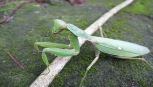 校園常見生物