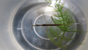 水中的影舞者－水螳螂的覓食行為-資源代表圖