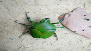 青銅金龜縮圖