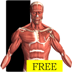Visual Anatomy Free-資源代表圖