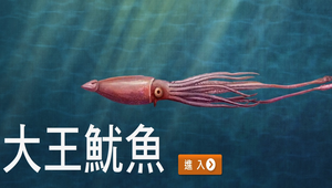 大王魷魚