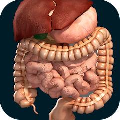 Organs 3D (Anatomy)-資源代表圖