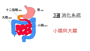 3-4大腸小腸