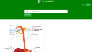 openclipart圖庫：Human digestive system