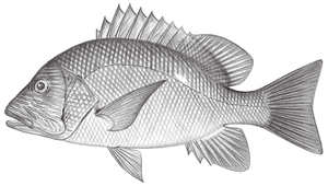 Lutjanus rivulatus (海雞母笛鯛)
