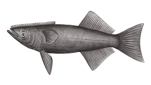 Remora remora (短印魚)