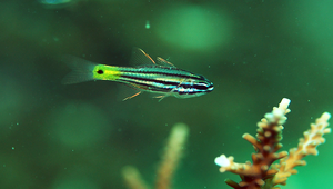 Ostorhinchus compressus (裂帶鸚天竺鯛)縮圖