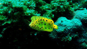 Ostracion cubicus (粒突箱魨)縮圖