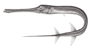 Fistularia commersonii (康氏馬鞭魚)縮圖