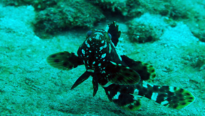 Epinephelus maculatus (花點石斑魚)