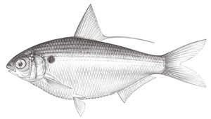 Nematalosa come (環球海鰶)