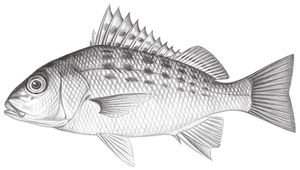 Pomadasys kaakan (星雞魚)