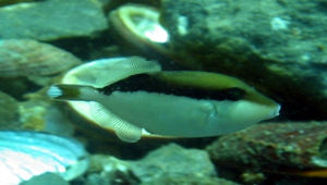 Sufflamen chrysopterum (金鰭鼓氣鱗魨)