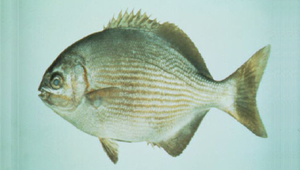 Kyphosus bigibbus (南方舵魚)縮圖
