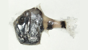 Argyropelecus hemigymnus (半裸銀斧魚)