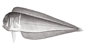 Cepola schlegelii (史氏赤刀魚)