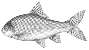 Onychostoma alticorpus (高身白甲魚)-資源代表圖