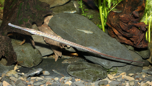 Doryichthys boaja (寶珈槍吻海龍)