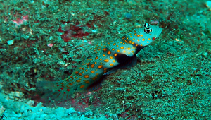 Amblyeleotris guttata (斑點鈍塘鱧)