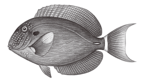 Acanthurus maculiceps (頭斑刺尾鯛)