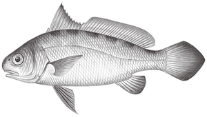Johnius belangerii (皮氏叫姑魚)-資源代表圖