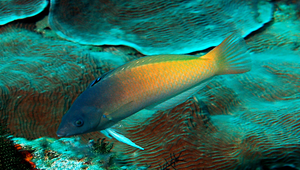 Halichoeres prosopeion (黑額海豬魚)縮圖