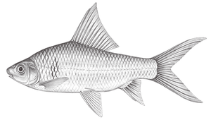 Cirrhinus molitorella (鯁)縮圖