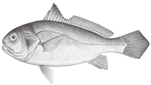 Pennahia macrocephalus (大頭白姑魚)縮圖