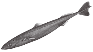 Squaliolus aliae (阿里擬角鯊)縮圖