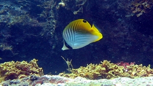 Chaetodon auriga (揚旛蝴蝶魚)縮圖