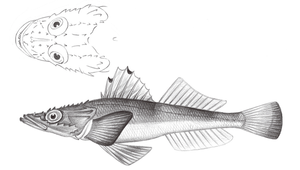 Kumococius rodericensis (凹鰭牛尾魚)-資源代表圖