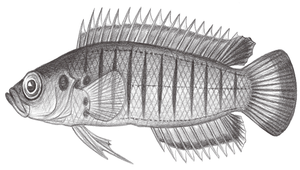 Belonepterygion fasciolatum (橫帶針翅鮗)縮圖