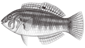 Halichoeres miniatus (小海豬魚)縮圖